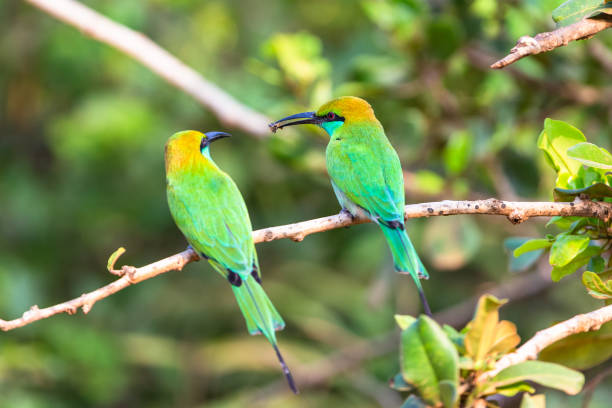 istock Green bee eater. Yala National Park. Sri Lanka. 1131340399