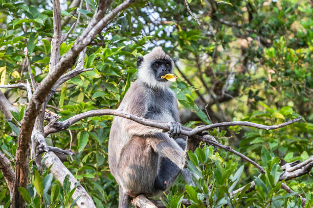 langur enfrentado roxo. parque nacional de yala. sri lanka. - sri lanka langur animals in the wild endangered species - fotografias e filmes do acervo