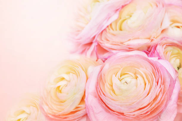 Summer blossoming delicate ranunculus on blooming flowers festive background, pastel and soft bouquet floral card, selective focus