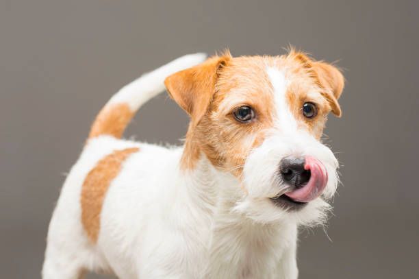 istock Purebred Jack Russell posing in the studio and looking at the camera. 1131343623