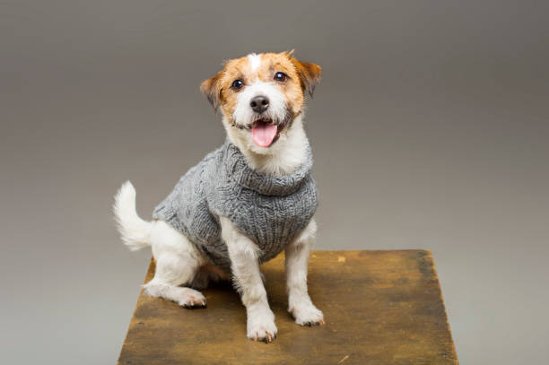 istock Charming Jack Russell posing in a studio in a warm gray sweater. 1131343658