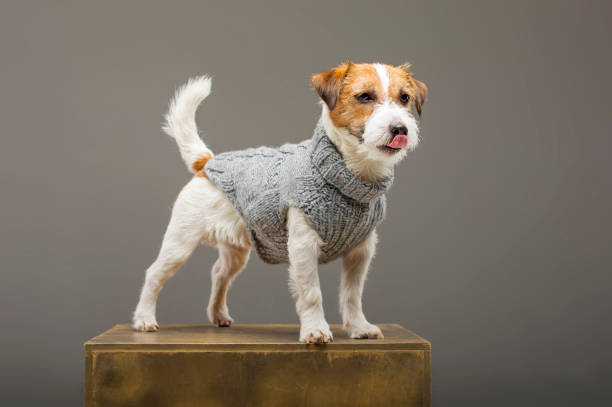 istock Charming Jack Russell posing in a studio in a warm gray sweater. 1131343668