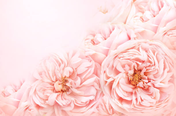 istock Summer blossoming delicate rose and blooming flowers 1131343792