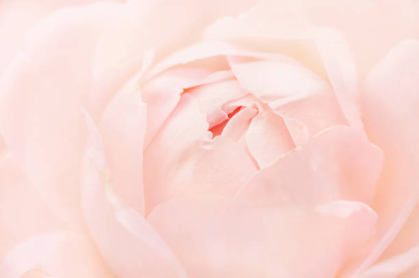 istock Summer blossoming delicate rose and blooming flowers 1131343861