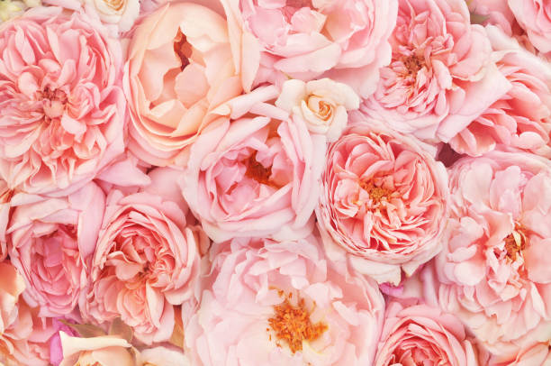 istock Summer blossoming delicate rose and blooming flowers 1131343984