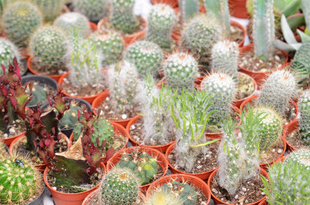 istock Closeup of cactus and succulent plants 1131344121