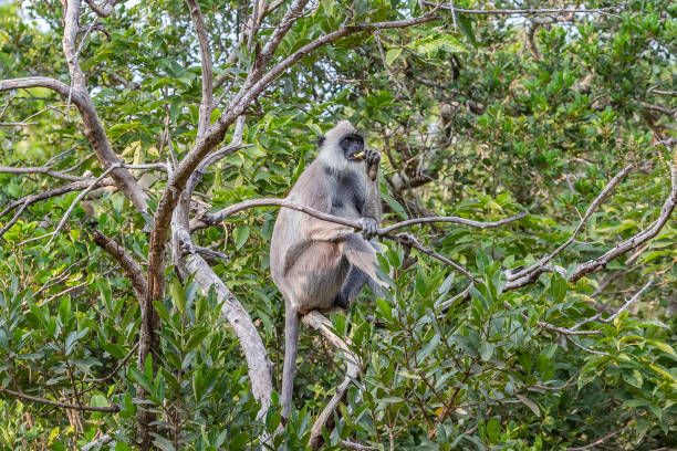 púrpura se enfrentó a langur. parque nacional yala. sri lanka. - sri lanka langur animals in the wild endangered species fotografías e imágenes de stock