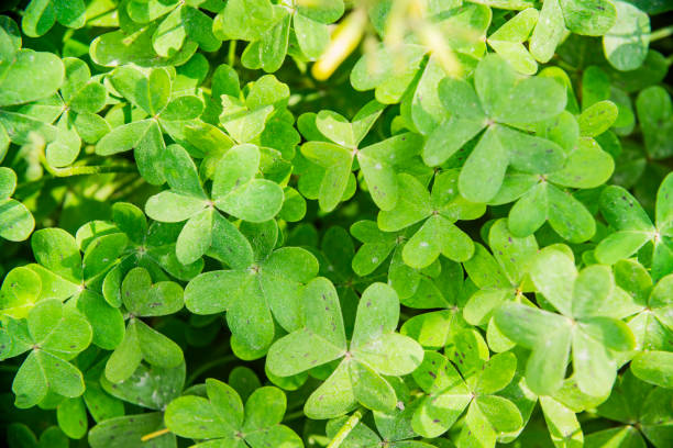 istock green background with clover leaves 1131344420