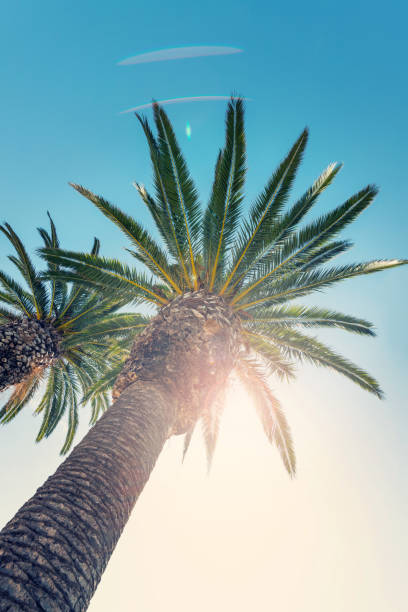 istock Blue sky and palm trees view from below, vintage style, summer background 1131345342
