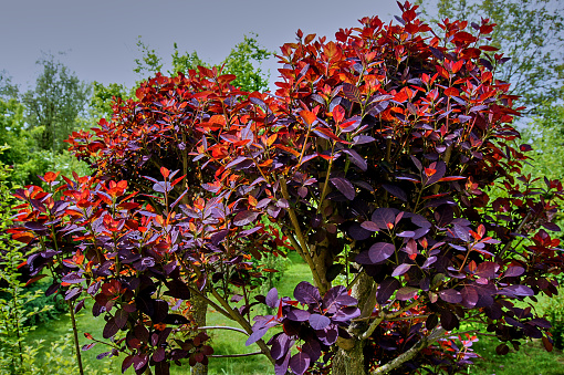 The dark red leaves of Cotinus coggygria Royal Purple, against the background of the green of the garden and the blue sky. Radiance sunbeam through the red leaves of skumpii. Nature concept for design.