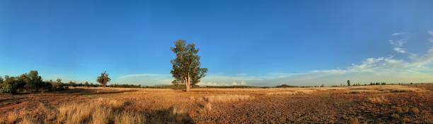 istock Panorama of empty land with gum tree and dry grass 1131345434