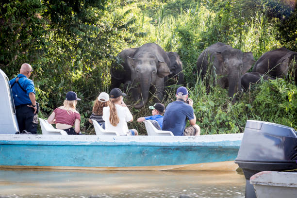 Elephants on the banks of the Kinabatangan River Kinabatangan, Malaysia- 08/15/2018: Group of ecological tourists sailing in tourist boats observing and portraying the fauna of the Kinabatagan river in the island of Borneo kinabatangan river stock pictures, royalty-free photos & images