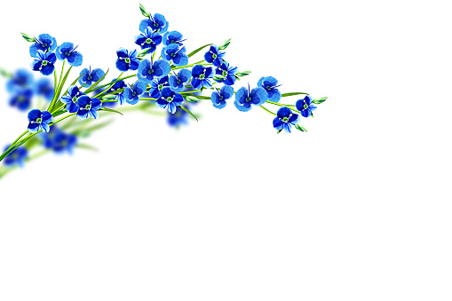 spring flower forget-me-not isolated on white background.