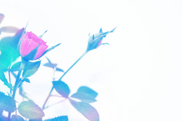 Bright colorful flower rose. Natural floral background.