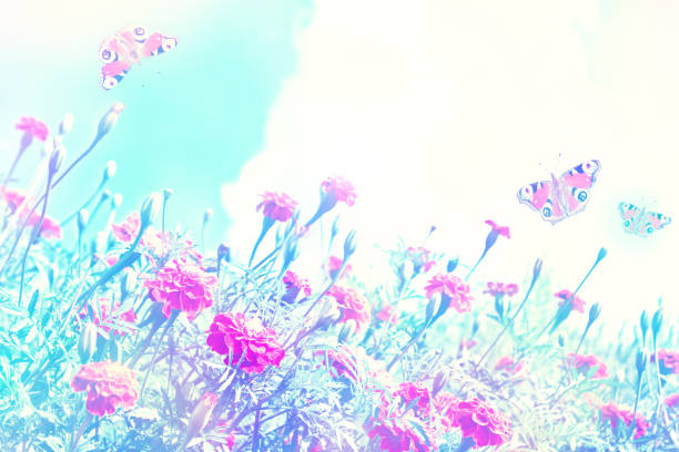 Colorful bright flowers marigold against the background of the summer landscape.