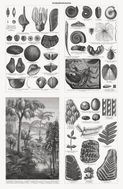 화석과 식물의 탄산이 있는 시대, 목 판화, 출판 된 1897 - trilobite stock illustrations