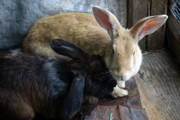 istock Rabbit farm. Little rabbits in a cage. 1131346822