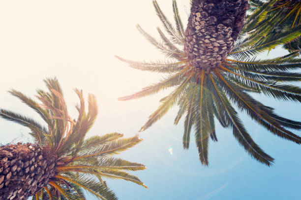 istock Blue sky and palm trees view from below, vintage style, summer background 1131347189