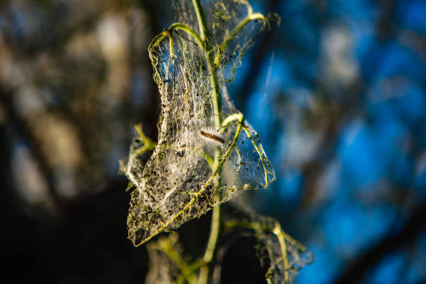 This is an extremely polyphagous defoliator Moth attacks many plant species