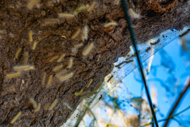 istock Hyphantria cunea,Ifantria or Caterpillar American- 1131348649