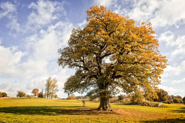 carvalho inglês - english oak - fotografias e filmes do acervo