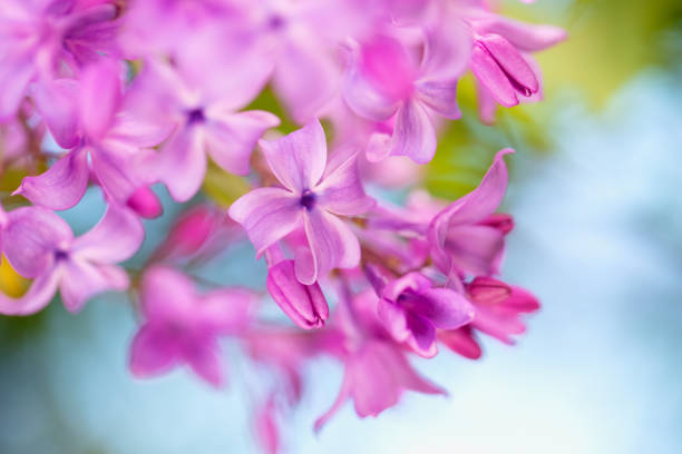 Blooming purple lilac flowers background. spring flowering. shallow depth of field.  floral background