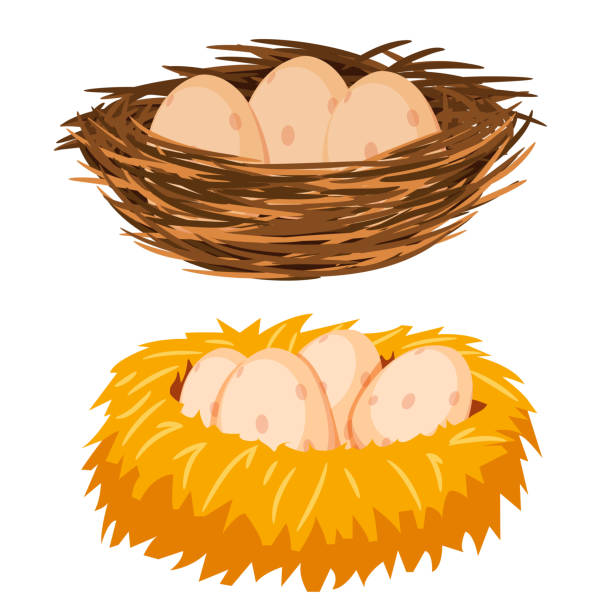 illustrazioni stock, clip art, cartoni animati e icone di tendenza di uova nel nido - nido di animale