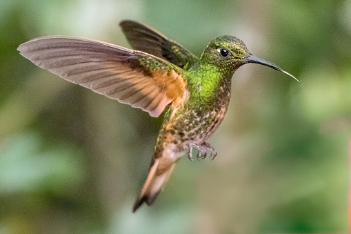 Hummingbird in Ecuador Rain Forest