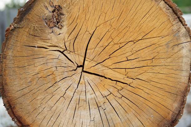 istock Hardwood logs and saw 1131351646