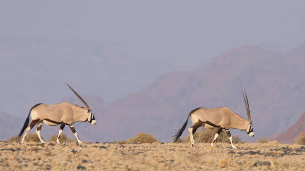 istock Namibian Oryx at Sossusvlie 1131352002