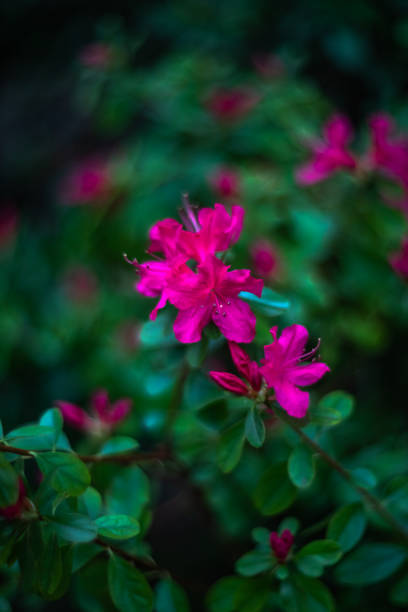 istock Azalia in Botanical Garden 1131353072