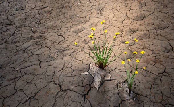 istock yellow flower growing on dried cracked soil 1131353713