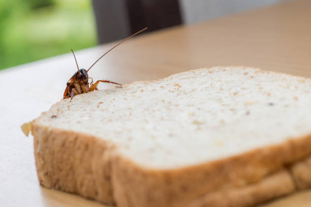 istock Close up of cockroach on a Whole wheat bread 1131353940