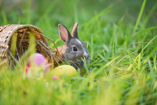 Easter bunny and Easter eggs on green grass outdoor / Colorful eggs in the nest basket and little rabbit sitting on field spring meadow