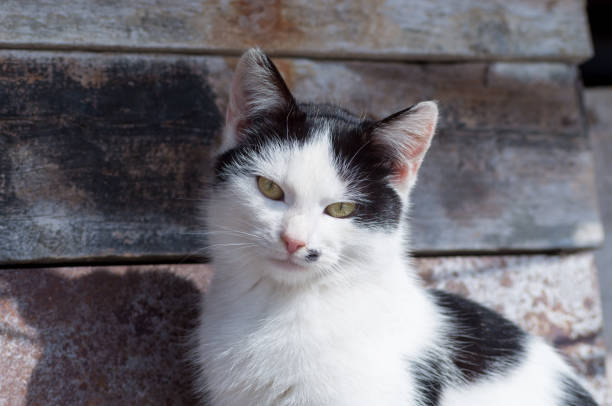 istock Portrait of a small cat 1131356443