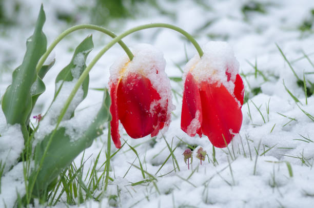 istock The tulips under the snow. 1131356467
