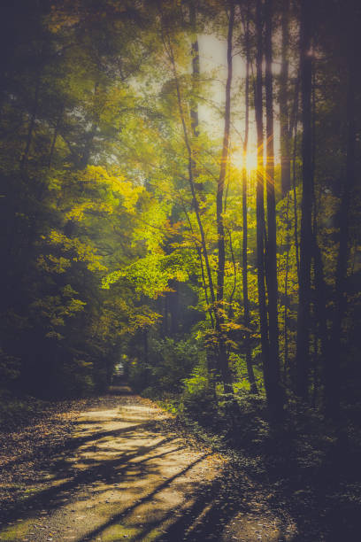 istock Morning sun in the forest 1131358539