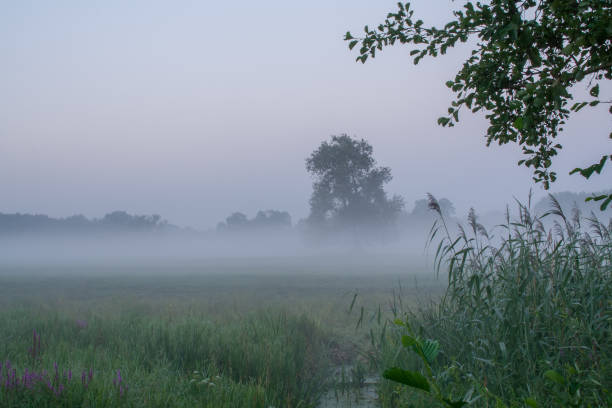 istock Rogalin Landscape Park - old oak on meadow in the mist before sunrise 1131359230