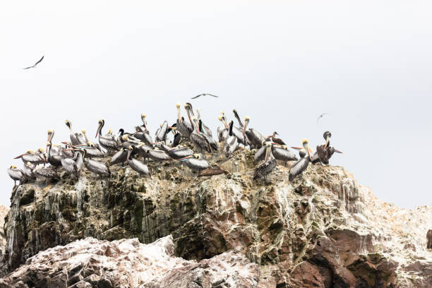 istock Ballestas Islands, Period ¹ 1131359449