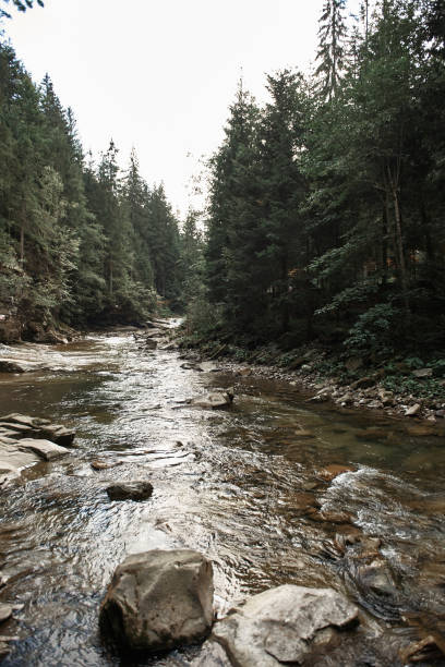 istock Vertical image of quiet river flowing through the forest 1131360210