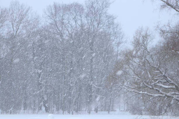 Flying snow with forest trees on background. Bad visibility snowy weather.
