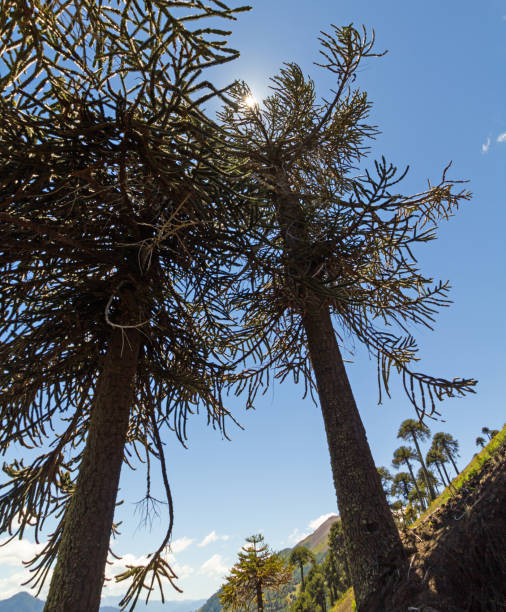 istock Araucarias in Malalcahuello Park, Chile 1131360983