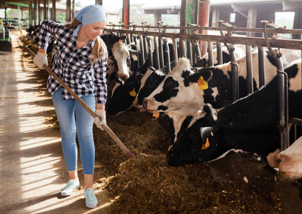 istock Woman working on dairy farm 1131361455