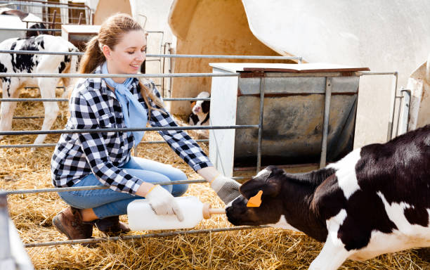 istock Female farm worker feeding calves 1131361463