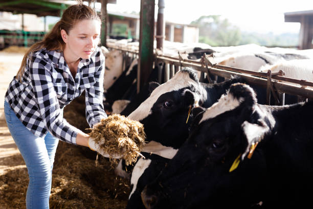 istock Woman working on dairy farm 1131361473