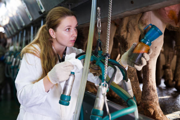 istock Woman working at milking line 1131361479