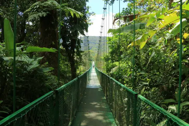 Forest that the hanging bridges in Monteverde, Costa Rica