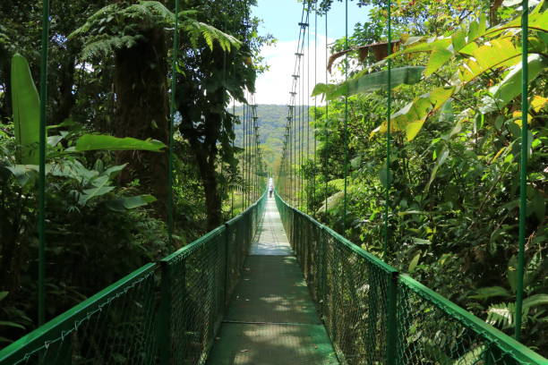 forest of the hanging bridges - monteverde cloud forest imagens e fotografias de stock