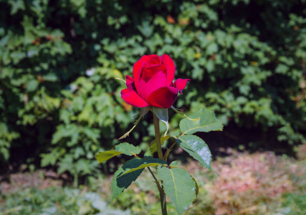 Rosa Mister Lincoln, also known as Mr. Lincoln, is a dark red Hybrid tea rose cultivar