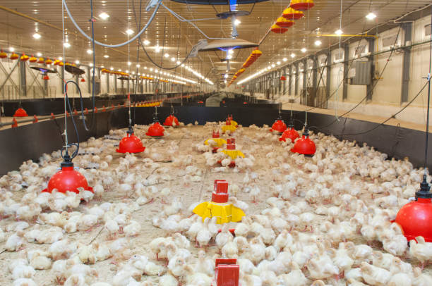 istock Little chicken feeding at the farm 1131361898